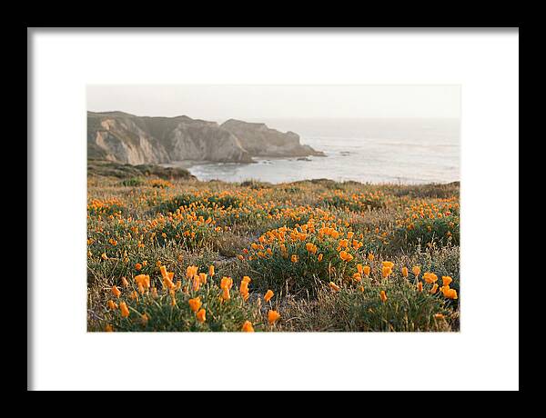California Poppies In Bloom