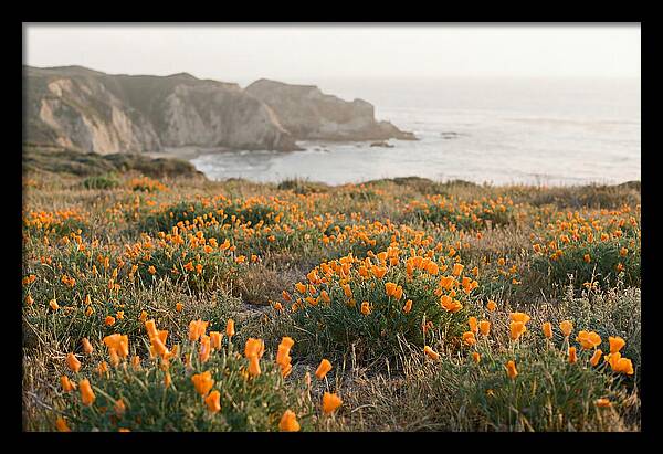 California Poppies In Bloom
