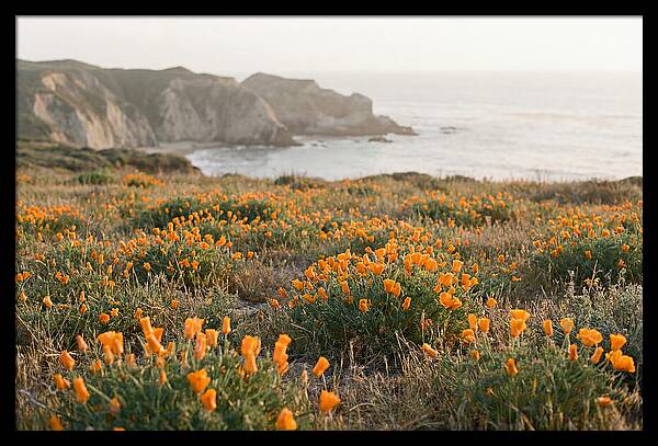 California Poppies In Bloom