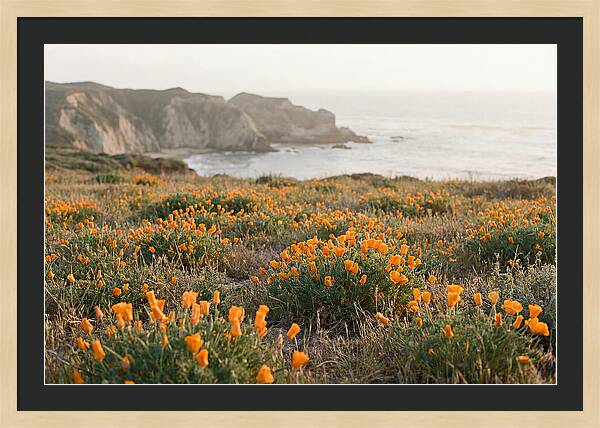 California Poppies In Bloom