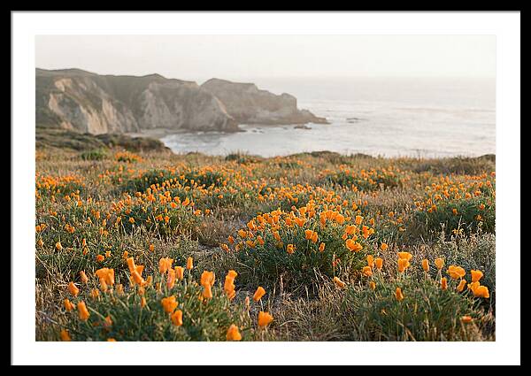 California Poppies In Bloom
