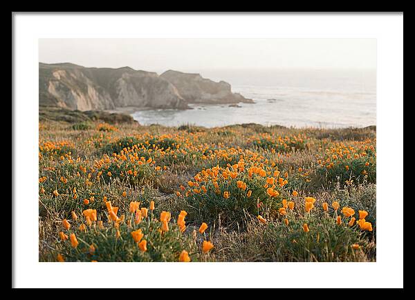 California Poppies In Bloom