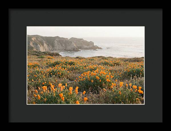 California Poppies In Bloom