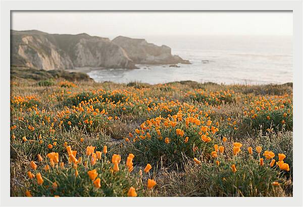 California Poppies In Bloom
