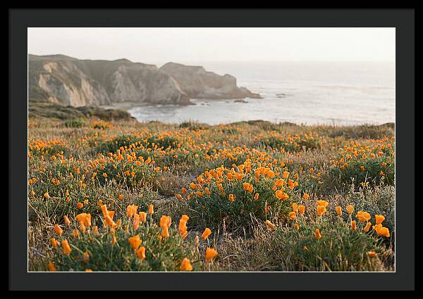 California Poppies In Bloom