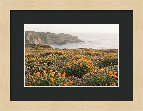 California Poppies In Bloom