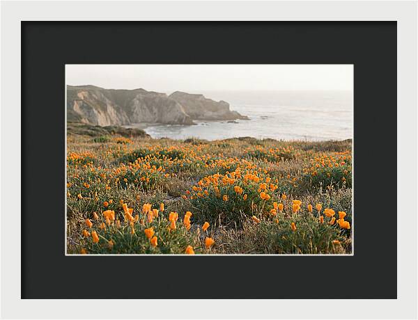 California Poppies In Bloom