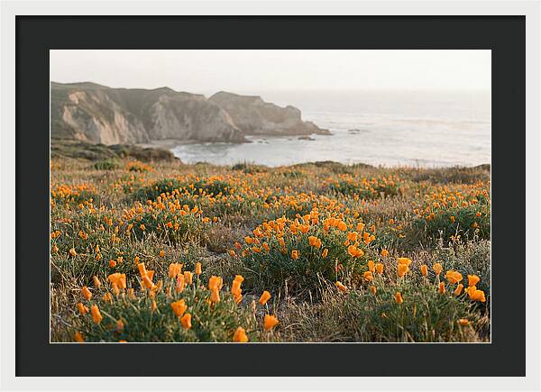 California Poppies In Bloom