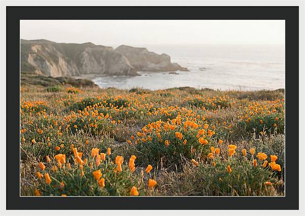 California Poppies In Bloom