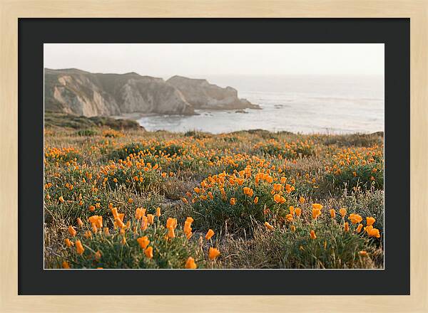 California Poppies In Bloom