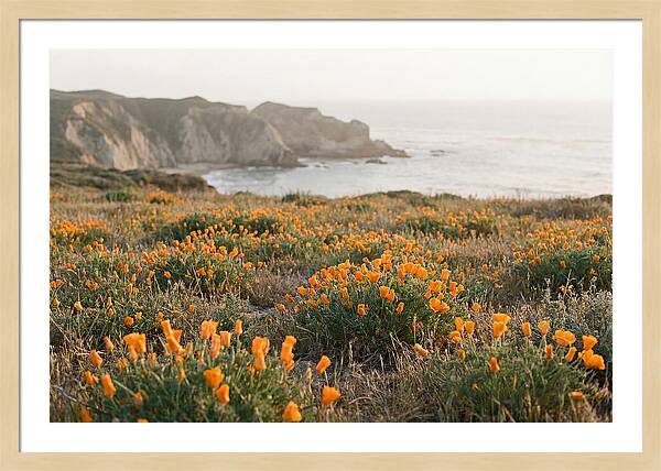 California Poppies In Bloom