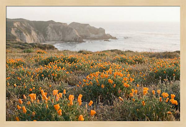California Poppies In Bloom