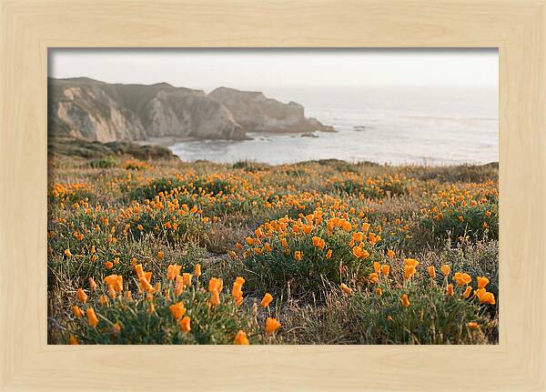 California Poppies In Bloom