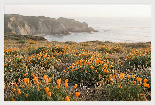 California Poppies In Bloom