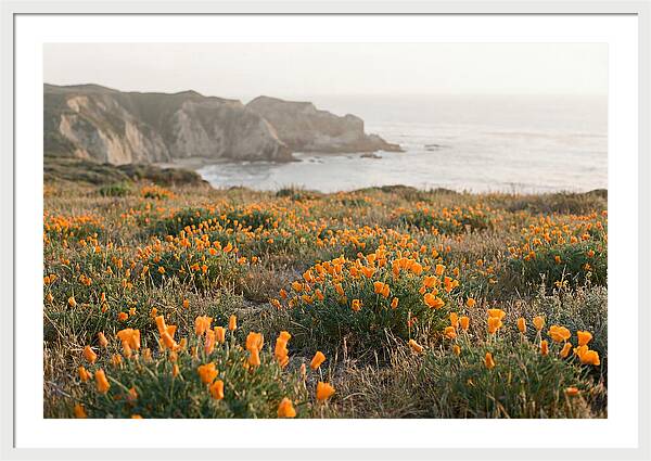 California Poppies In Bloom