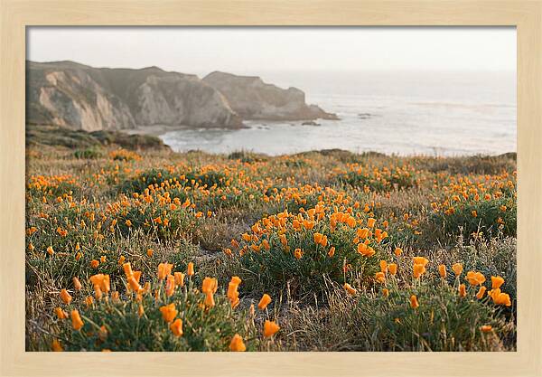 California Poppies In Bloom