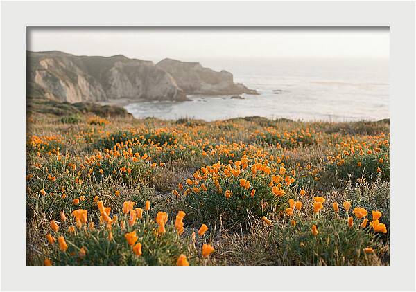 California Poppies In Bloom