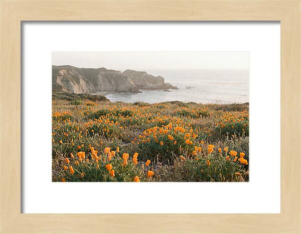 California Poppies In Bloom