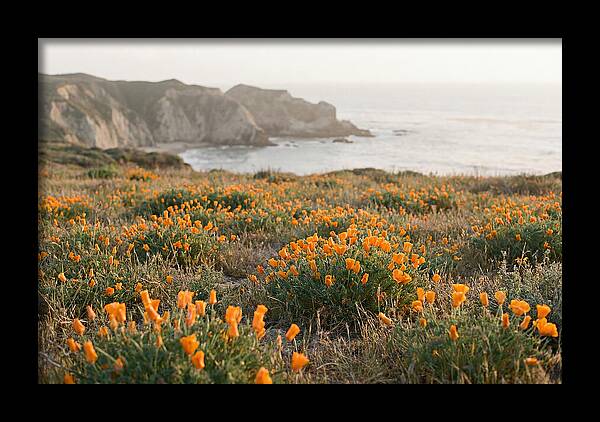 California Poppies In Bloom