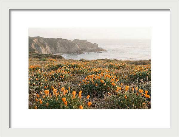 California Poppies In Bloom