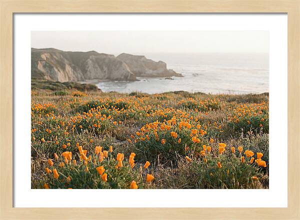 California Poppies In Bloom