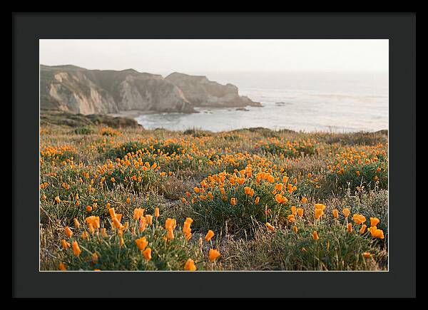 California Poppies In Bloom