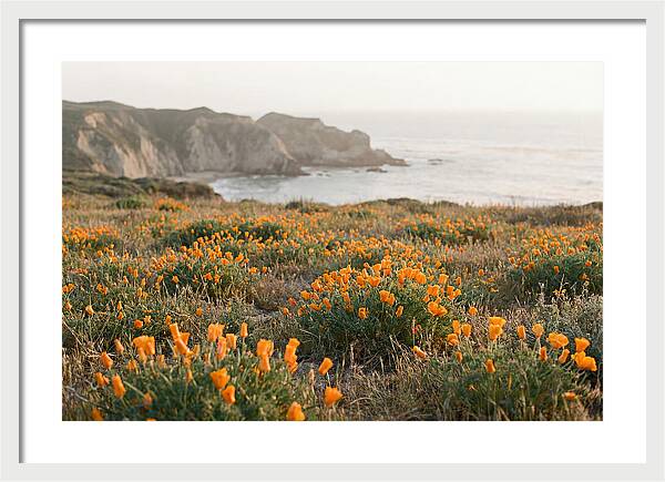 California Poppies In Bloom