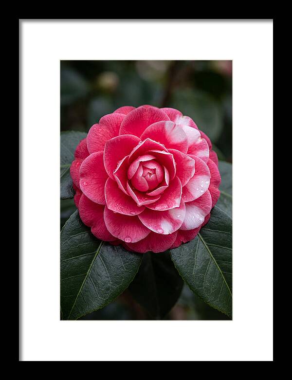 Camellia Blossom Elegance