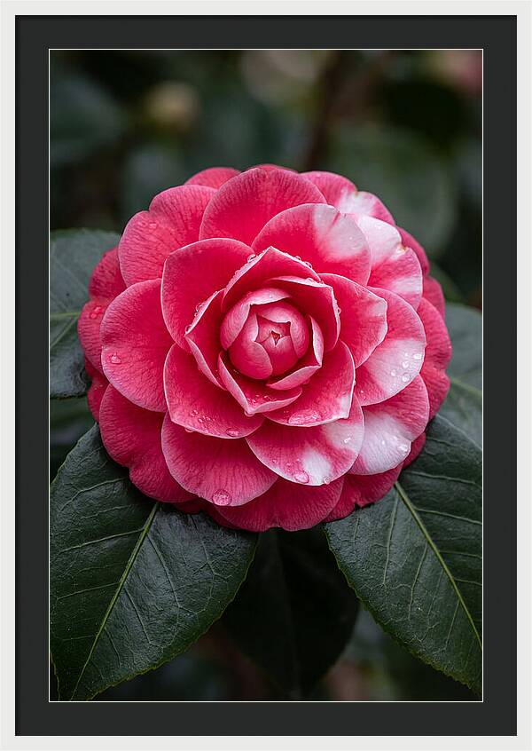 Camellia Blossom Elegance