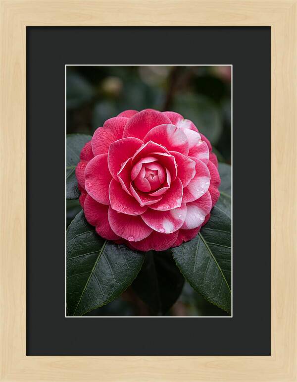 Camellia Blossom Elegance