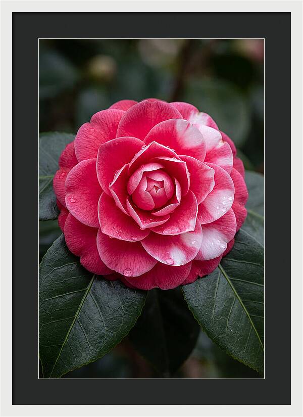 Camellia Blossom Elegance