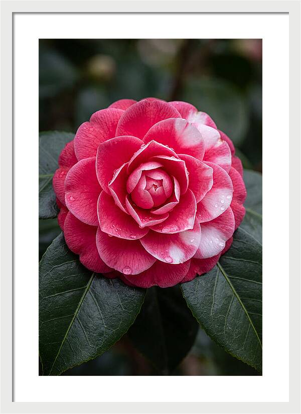 Camellia Blossom Elegance