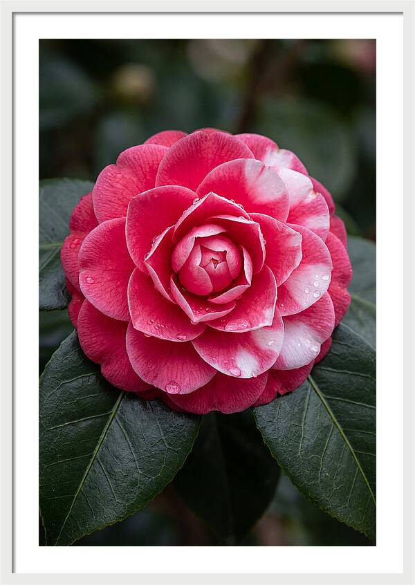 Camellia Blossom Elegance