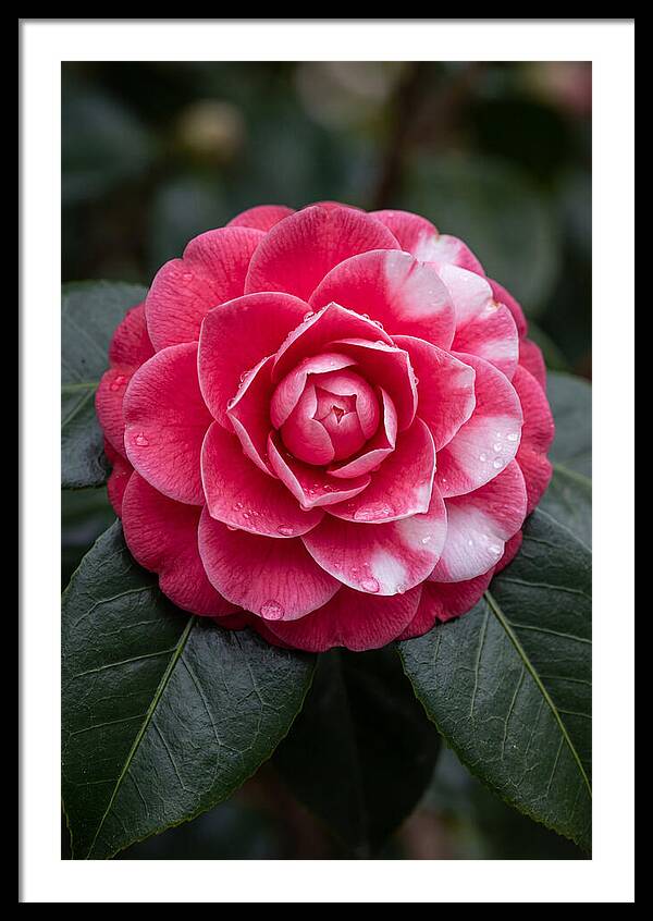 Camellia Blossom Elegance