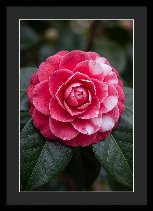 Camellia Blossom Elegance