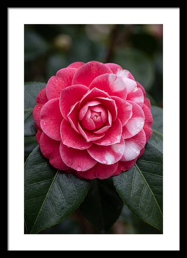 Camellia Blossom Elegance