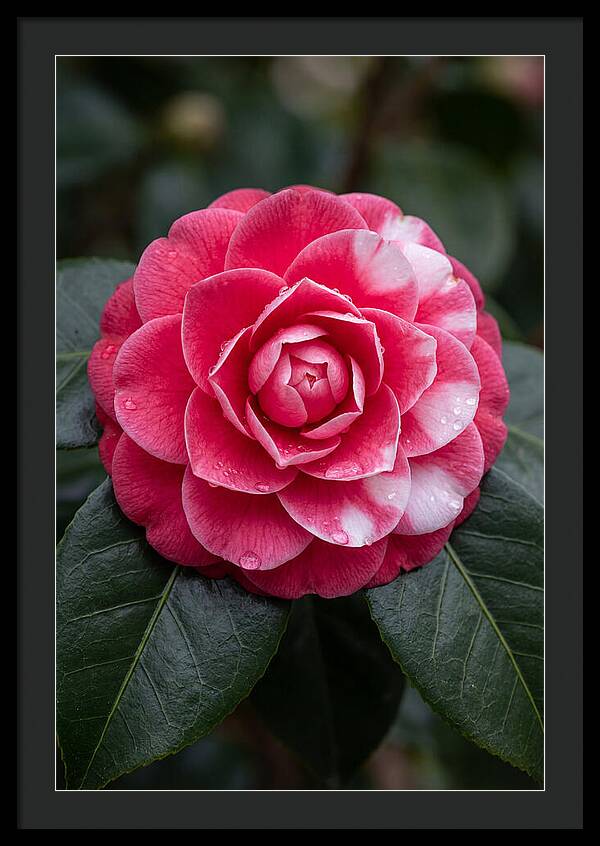 Camellia Blossom Elegance