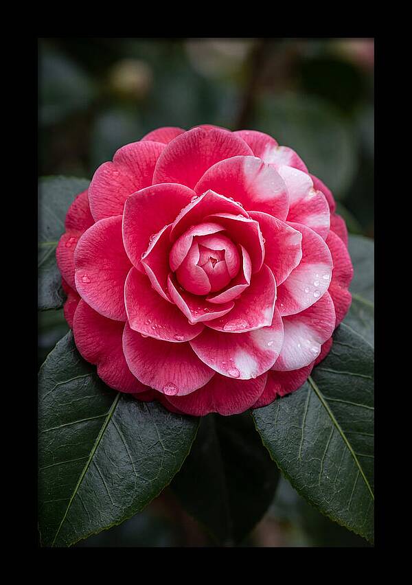 Camellia Blossom Elegance