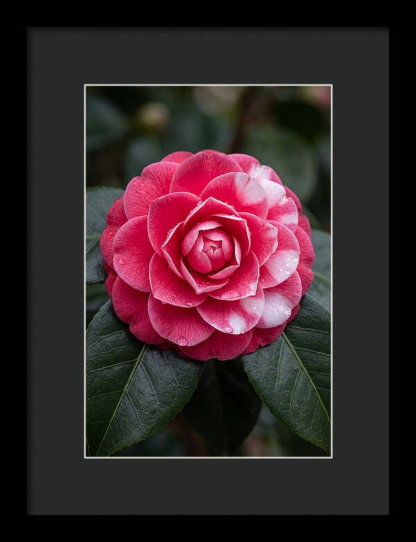 Camellia Blossom Elegance
