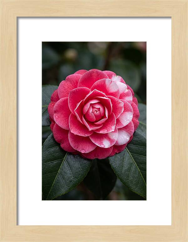 Camellia Blossom Elegance
