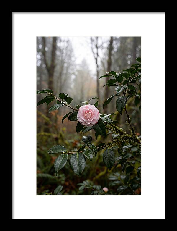 Camellia Blossom In Misty Forest