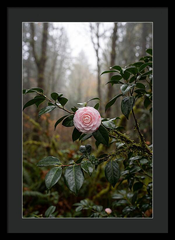 Camellia Blossom In Misty Forest