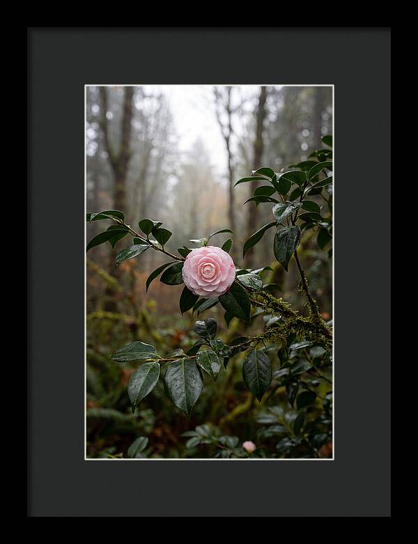 Camellia Blossom In Misty Forest