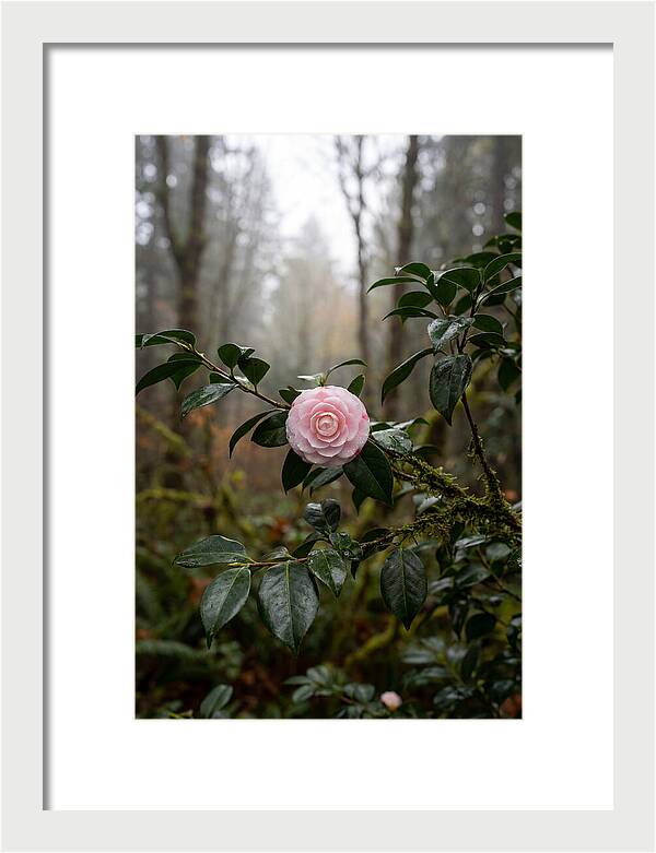 Camellia Blossom In Misty Forest
