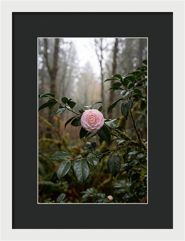 Camellia Blossom In Misty Forest