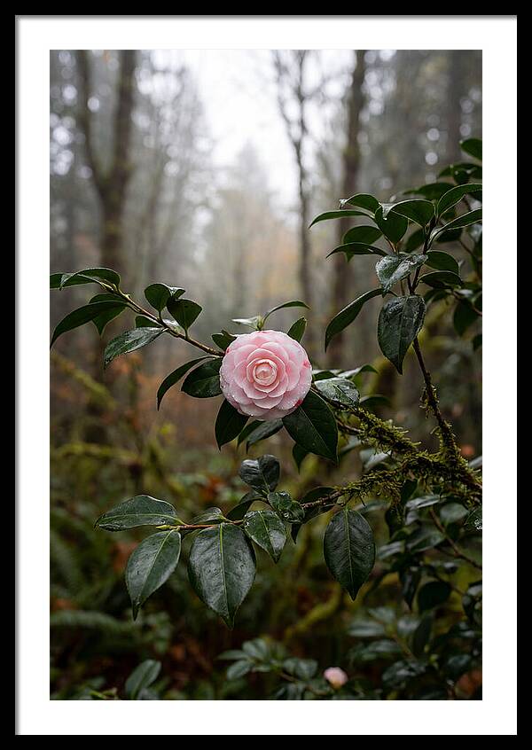 Camellia Blossom In Misty Forest