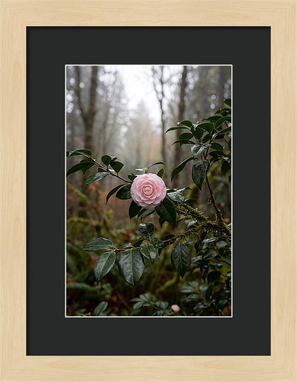 Camellia Blossom In Misty Forest