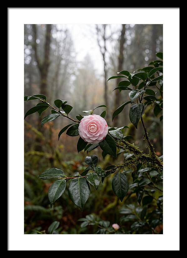 Camellia Blossom In Misty Forest