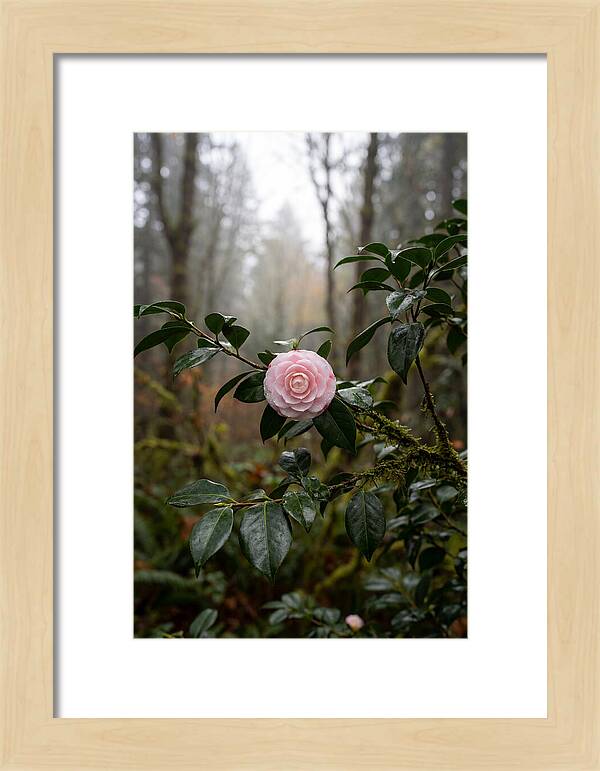 Camellia Blossom In Misty Forest