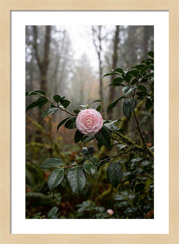 Camellia Blossom In Misty Forest